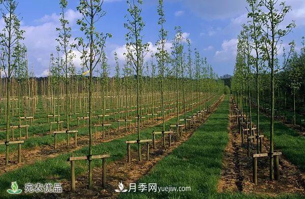 南陽月季苗木行業(yè)專業(yè)術(shù)語大全，你知多少？內(nèi)容太多(圖6)