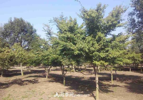 南陽月季苗木行業(yè)專業(yè)術(shù)語大全，你知多少？內(nèi)容太多(圖2)