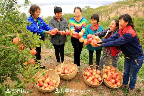 南水北調(diào)軟籽石榴豐收節(jié) 春華秋實繪淅川縣生態(tài)致富美景(圖3)
