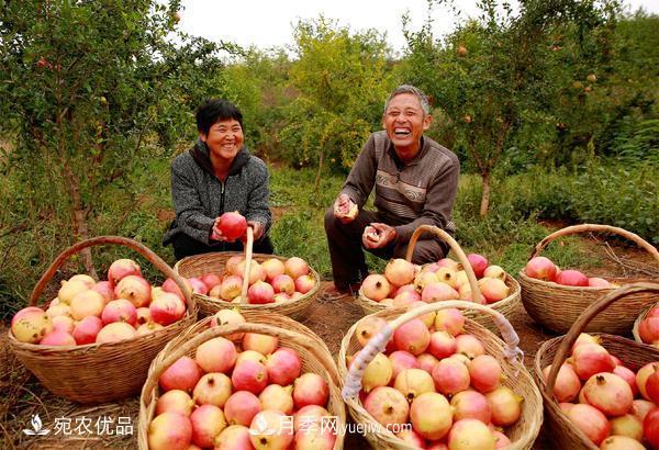 南水北調(diào)軟籽石榴豐收節(jié) 春華秋實繪淅川縣生態(tài)致富美景(圖2)