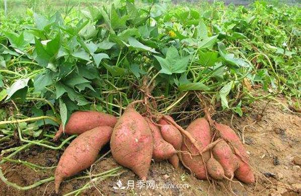 唐河紅薯 一個(gè)大飽口福的南陽農(nóng)產(chǎn)品特產(chǎn)品牌(圖1)