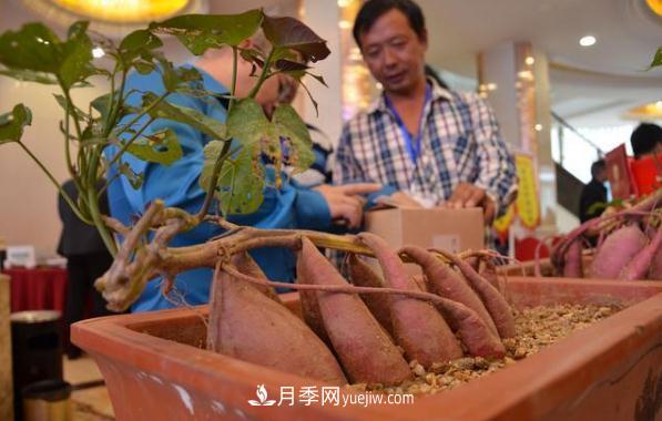 唐河紅薯 一個(gè)大飽口福的南陽農(nóng)產(chǎn)品特產(chǎn)品牌(圖2)