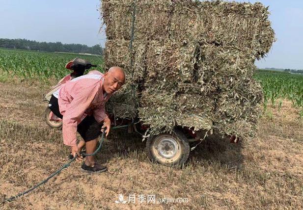 開封市艾草艾根種植編織致富夢(mèng)想(圖2)
