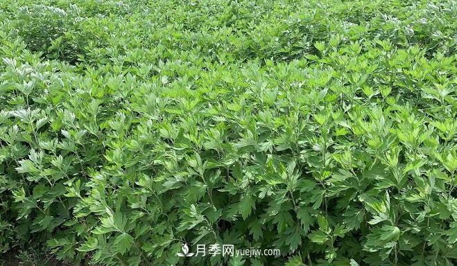 開封市艾草艾根種植編織致富夢(mèng)想(圖1)