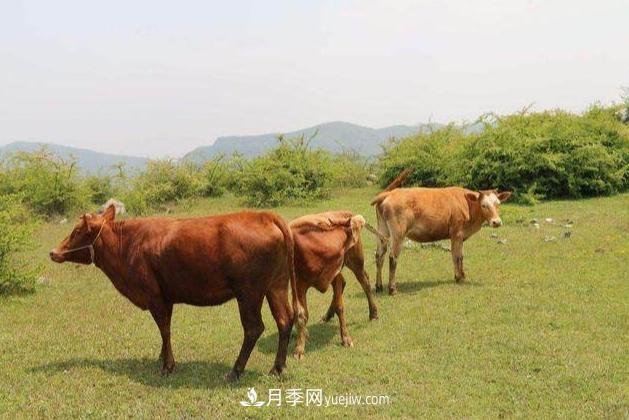來南陽旅游有什么不得不帶走的十大名優(yōu)特產(chǎn)？(圖2)