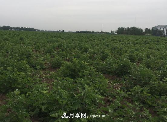 艾草種植技術(shù)為什么選南陽，為什么選國醫(yī)仲景公司？(圖1)