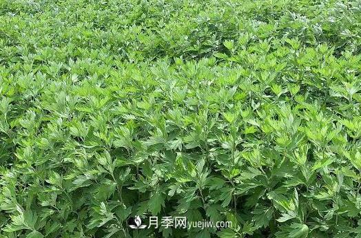 南陽的艾葉和艾草是同一種植物嗎？(圖1)