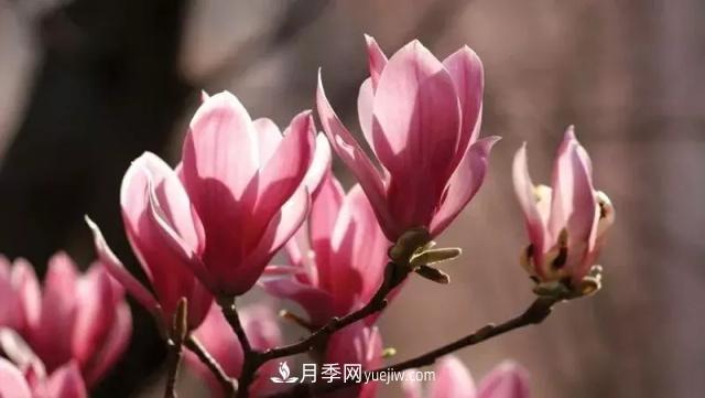 玉蘭飄香溢山鄉(xiāng)——南陽南召玉蘭產(chǎn)業(yè)紀(jì)實(shí)(圖1)