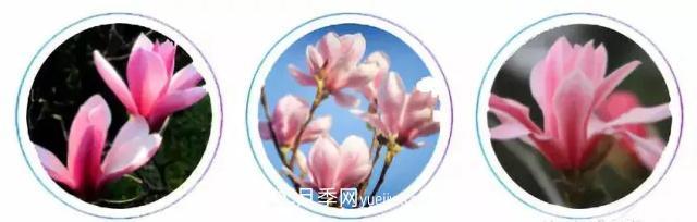 玉蘭飄香溢山鄉(xiāng)——南陽南召玉蘭產(chǎn)業(yè)紀(jì)實(shí)(圖2)