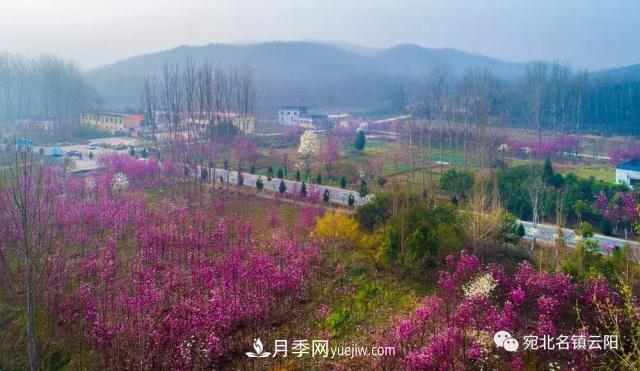 玉蘭飄香溢山鄉(xiāng)——南陽南召玉蘭產(chǎn)業(yè)紀(jì)實(shí)(圖4)
