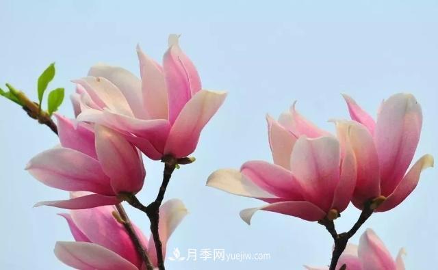 玉蘭飄香溢山鄉(xiāng)——南陽南召玉蘭產(chǎn)業(yè)紀(jì)實(shí)(圖5)