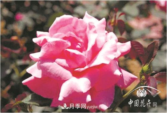 北京什么月季***美***自修 月季專家?guī)?xì)細(xì)品(圖3)