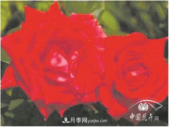 北京什么月季***美***自修 月季專家?guī)?xì)細(xì)品(圖5)