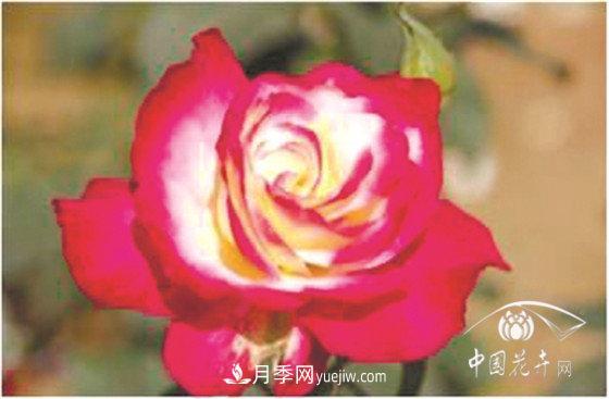 北京什么月季***美***自修 月季專家?guī)?xì)細(xì)品(圖1)