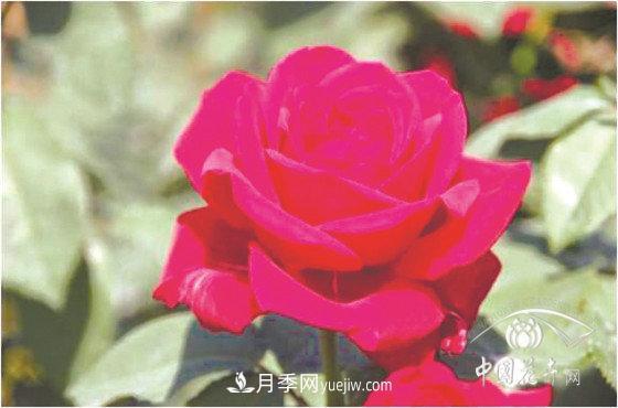 北京什么月季***美***自修 月季專家?guī)?xì)細(xì)品(圖4)