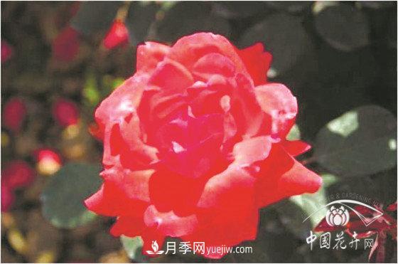 北京什么月季***美***自修 月季專家?guī)?xì)細(xì)品(圖2)