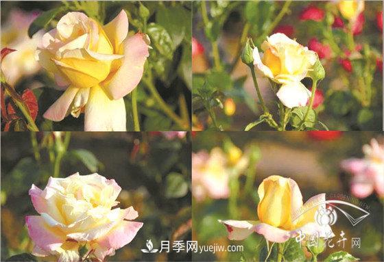 北京什么月季***美***自修 月季專家?guī)?xì)細(xì)品(圖7)