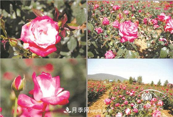 北京什么月季***美***自修 月季專家?guī)?xì)細(xì)品(圖6)