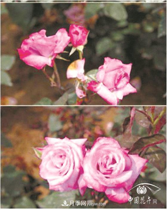 北京什么月季***美***自修 月季專家?guī)?xì)細(xì)品(圖10)