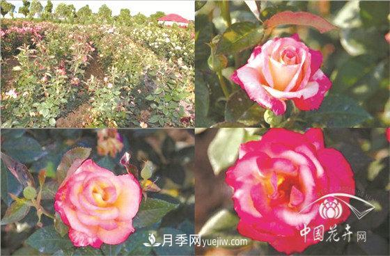 北京什么月季***美***自修 月季專家?guī)?xì)細(xì)品(圖8)