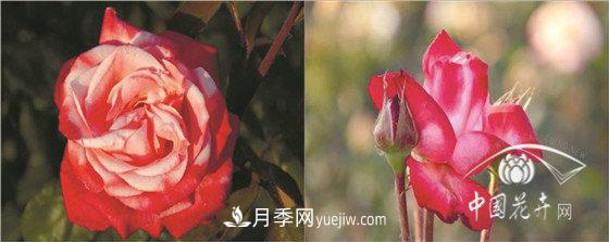 北京什么月季***美***自修 月季專家?guī)?xì)細(xì)品(圖9)