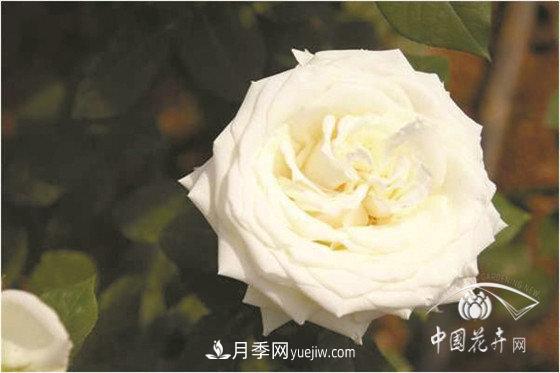 北京什么月季***美***自修 月季專家?guī)?xì)細(xì)品(圖11)