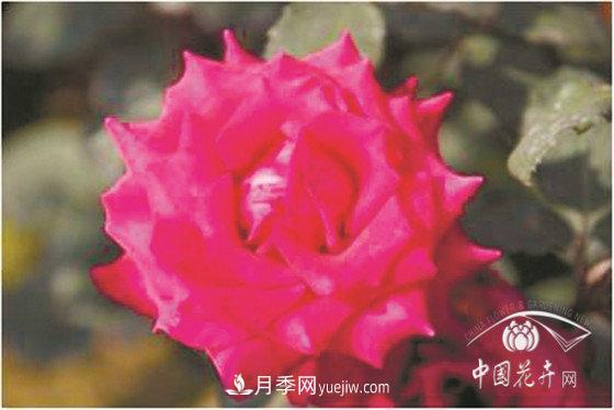 北京什么月季***美***自修 月季專家?guī)?xì)細(xì)品(圖14)