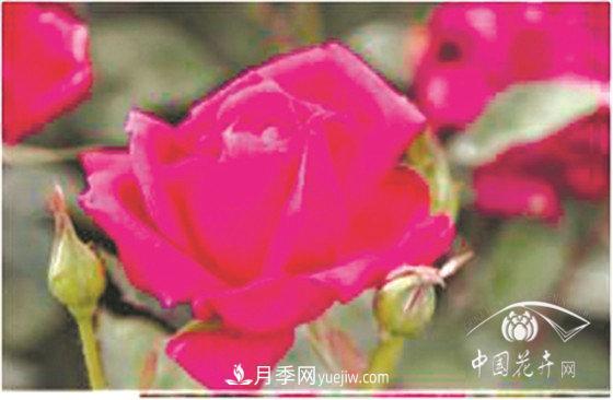 北京什么月季***美***自修 月季專家?guī)?xì)細(xì)品(圖15)