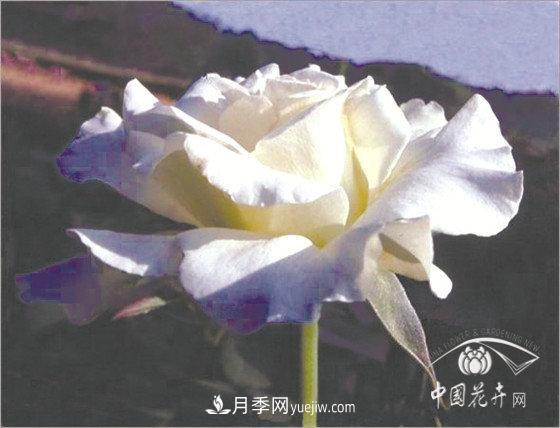 北京什么月季***美***自修 月季專家?guī)?xì)細(xì)品(圖12)