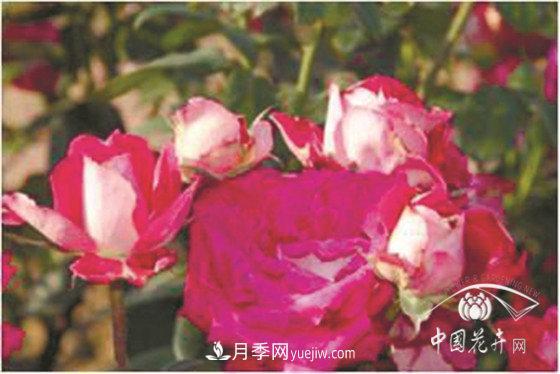 北京什么月季***美***自修 月季專家?guī)?xì)細(xì)品(圖18)