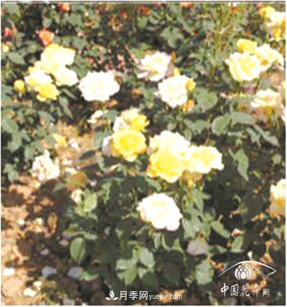 北京什么月季***美***自修 月季專家?guī)?xì)細(xì)品(圖16)