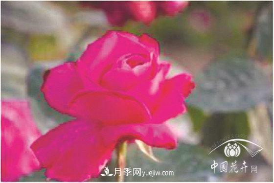 北京什么月季***美***自修 月季專家?guī)?xì)細(xì)品(圖17)