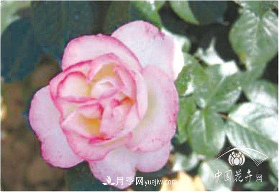 北京什么月季***美***自修 月季專家?guī)?xì)細(xì)品(圖13)