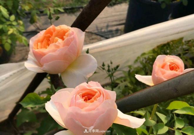 月季花長粗壯芽先橫拉定期澆肥多淋雨，一年長成花球(圖2)