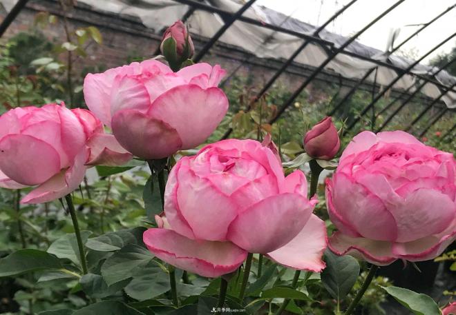 月季花長粗壯芽先橫拉定期澆肥多淋雨，一年長成花球(圖1)
