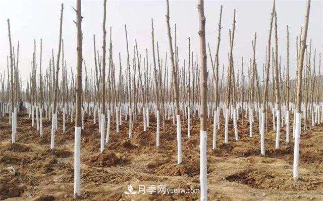 綠化苗木什么時(shí)間涂白效果***好，有哪些基本要求(圖1)