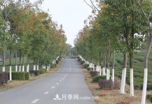 綠化苗木什么時(shí)間涂白效果***好，有哪些基本要求(圖2)