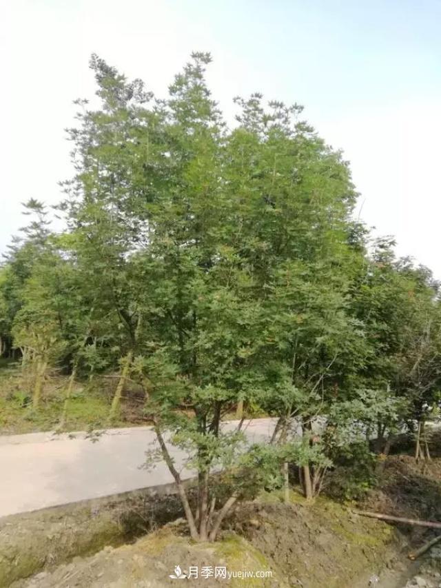 2020下半年鄉(xiāng)土樹種漲價(jià)趨勢明顯，這8種苗木***吃香(圖2)