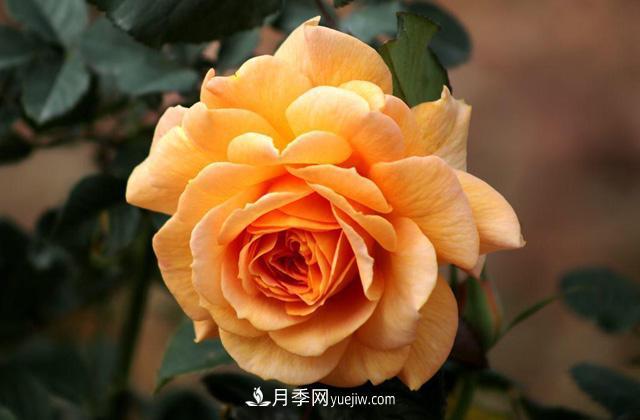 秋天養(yǎng)護(hù)月季不難，做好這三點(diǎn)還能開花(圖1)
