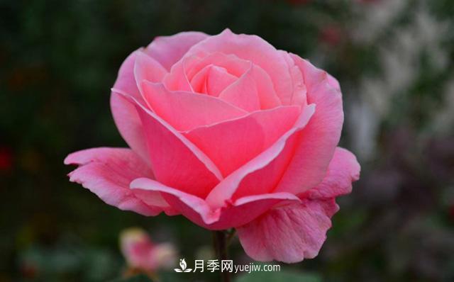 秋天養(yǎng)護(hù)月季不難，做好這三點(diǎn)還能開花(圖2)