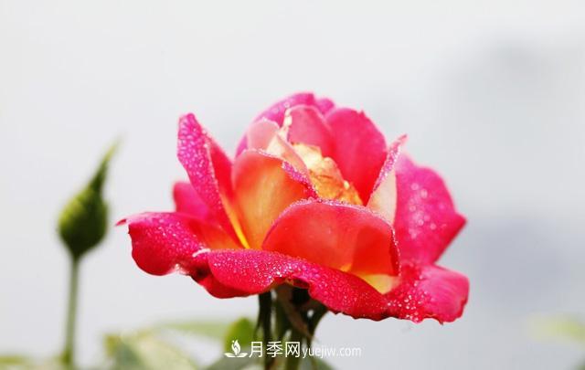 寒露過(guò)后如何扦插月季？輕松掌握養(yǎng)護(hù)技巧，養(yǎng)出苗壯月季花(圖2)