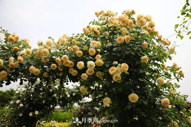 推薦3個藤本月季品種，一年就能長成月季花墻(圖1)