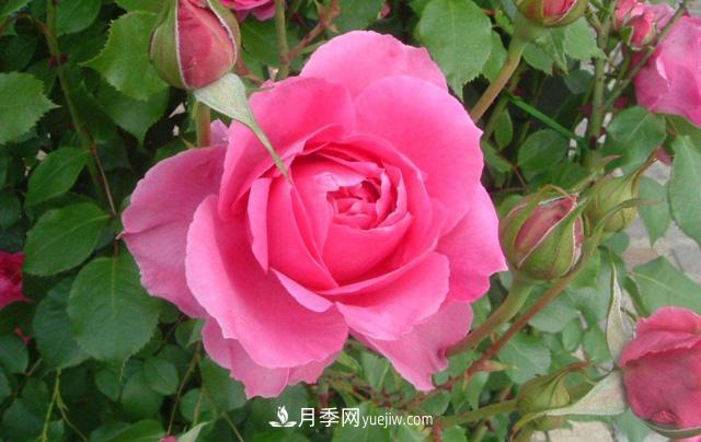 推薦3個藤本月季品種，一年就能長成月季花墻(圖2)