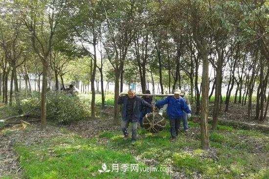 河南苗木人再不求變，終將被高昂的人工成本拖垮(圖1)