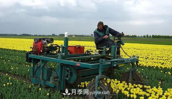 河南苗木人再不求變，終將被高昂的人工成本拖垮(圖2)