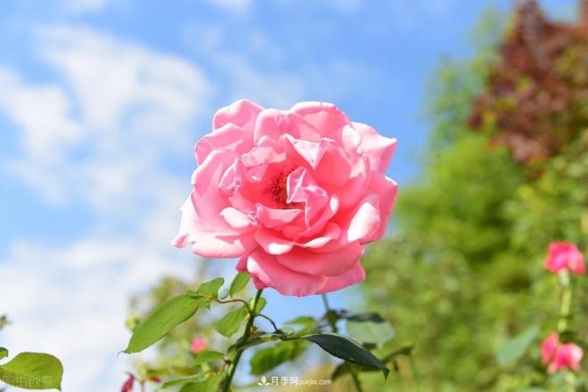 新手如何種植月季花？詳細攻略教程請查收(圖3)