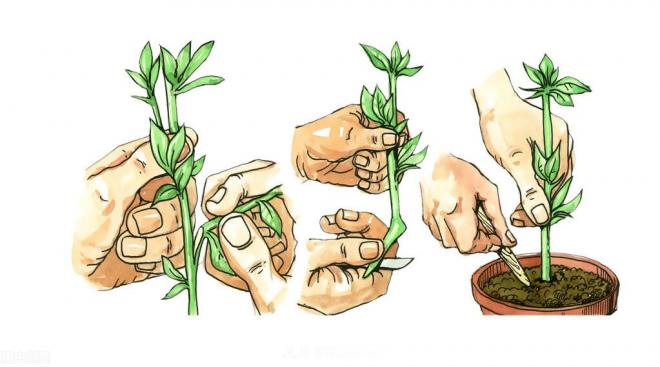 新手如何種植月季花？詳細攻略教程請查收(圖2)