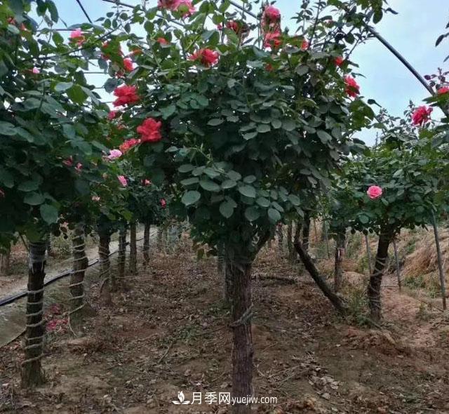 月季樹冬天怎么修剪？(圖1)