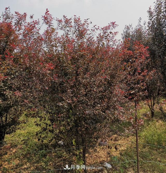 南陽(yáng)紫葉李苗木基地，紫葉李都有哪些優(yōu)點(diǎn)和特點(diǎn)？(圖1)