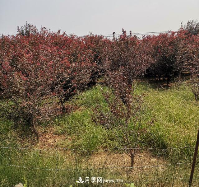 南陽(yáng)紫葉李苗木基地，紫葉李都有哪些優(yōu)點(diǎn)和特點(diǎn)？(圖2)
